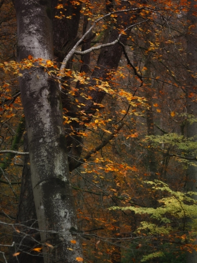 Autumnal_Tree-Lake_District