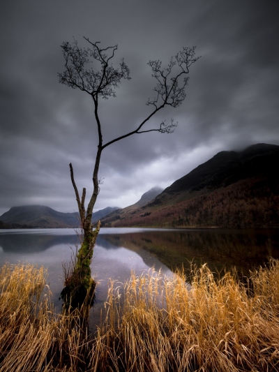Buttermere_Lone_Tree-Lake_District