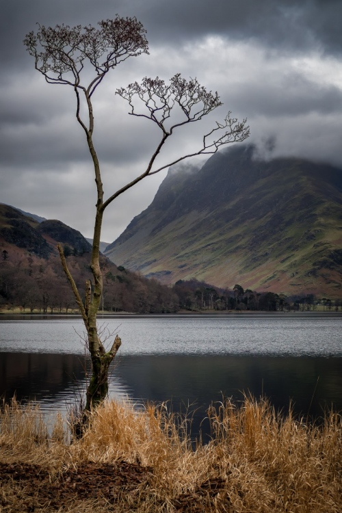 Buttermere_Lone_Tree-Lake_District_03