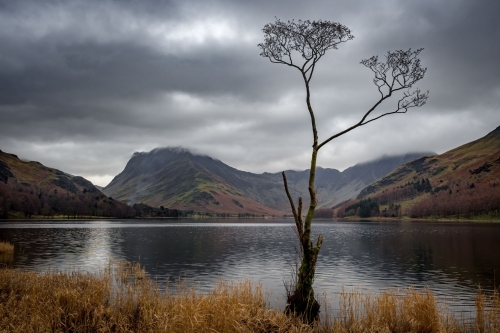 Buttermere_Lone_Tree-Lake_District_04