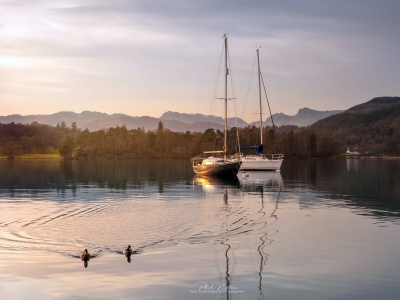 Ducks_Windermere-Lake_District