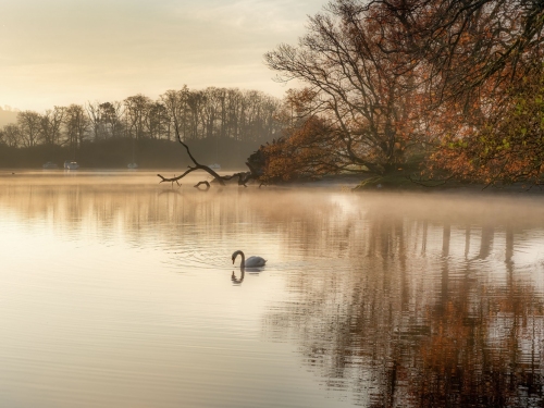 Swan_On_Windermere-Lake_District