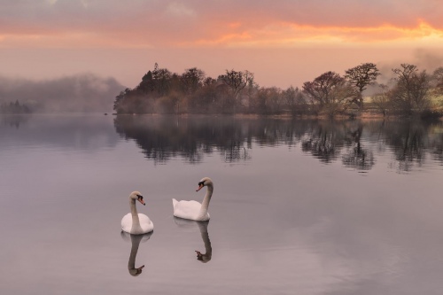 Swans_On_Ullswater_1-Lake_District