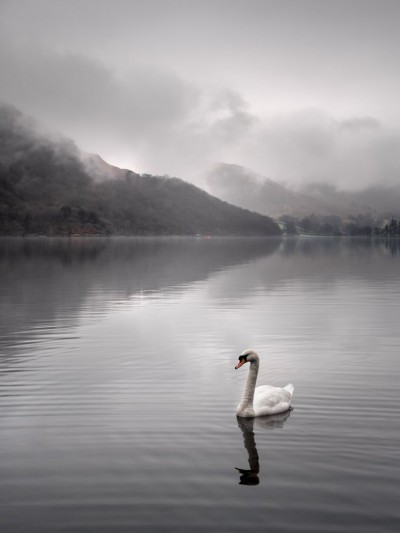 Swans_On_Ullswater_2-Lake_District