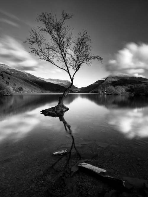 Lone_Tree_Llanberris_Mono_Snowdonia