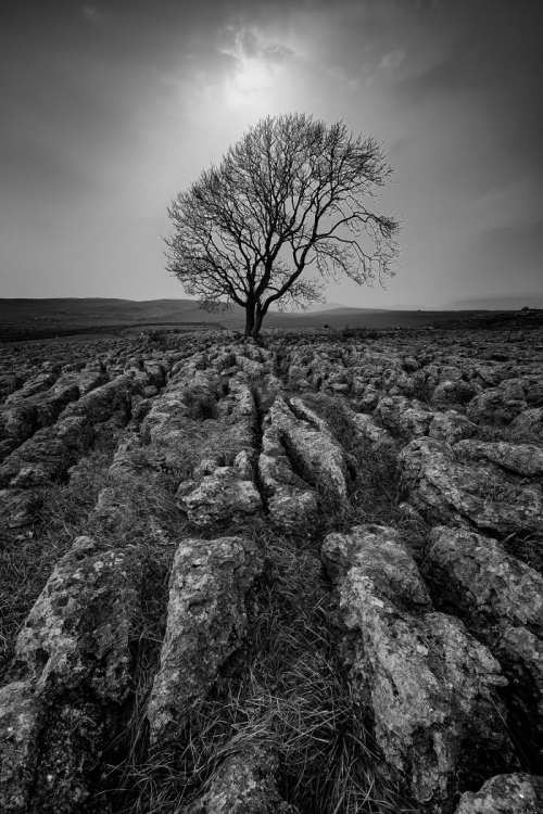 Malham_Tree-Yorkshire_Dales