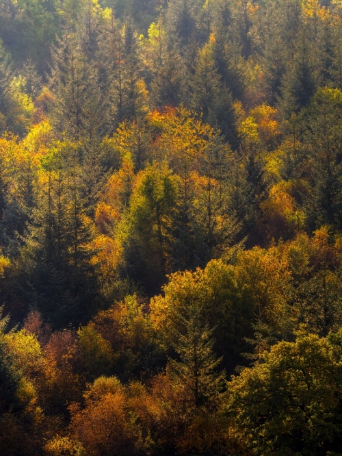 Autumn_Trees-Peak_District_01