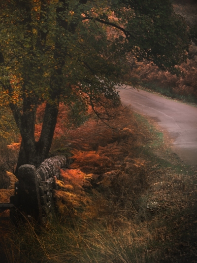Autumn_Trees-Peak_District_05