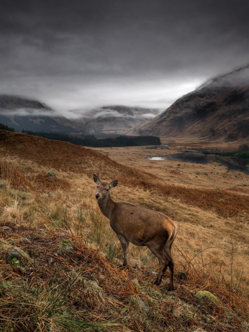 Glen_Etive_Deer-Glencoe_Scotland