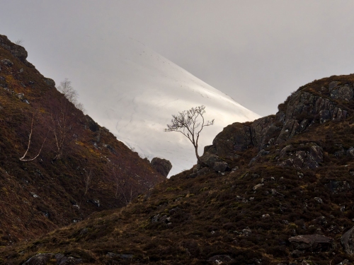 Glen_Sheil_Lone_Tree-Scotland