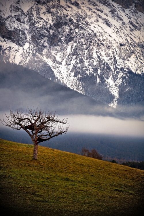 Mountain-Tree-Austria-1