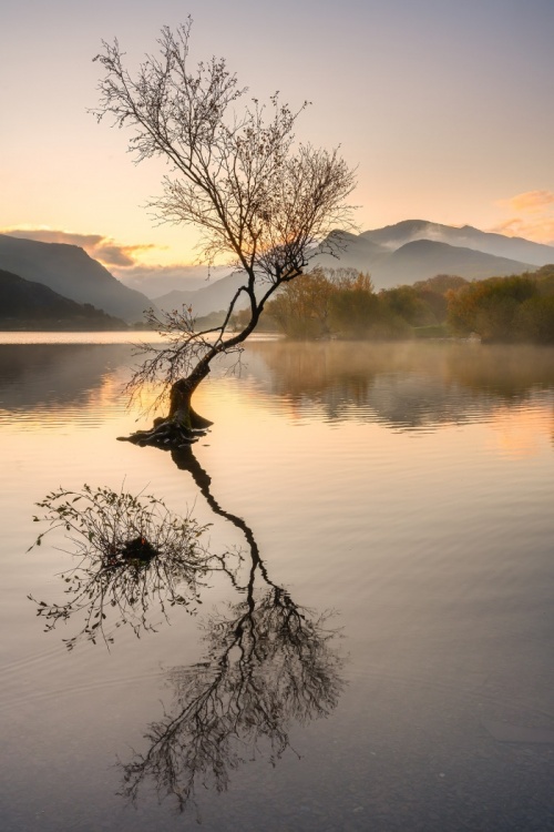 Llanberris_Lone_Tree_Sunrise-Snowdonia