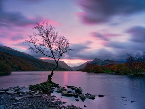 Llanberris_Lone_Tree_Twilight-Snowdonia