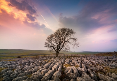 Malham_Lone_Tree_1-Yorkshire_Dales
