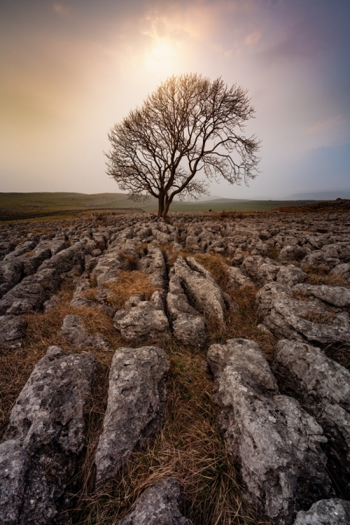 Malham_Lone_Tree_2-Yorkshire_Dales