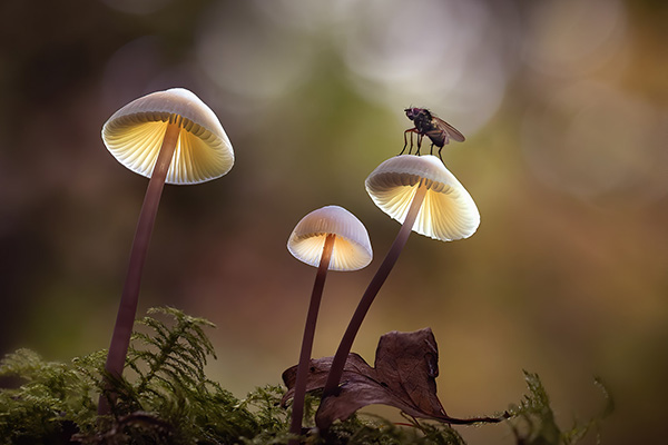 Glowing-shroom-westwood-Fly