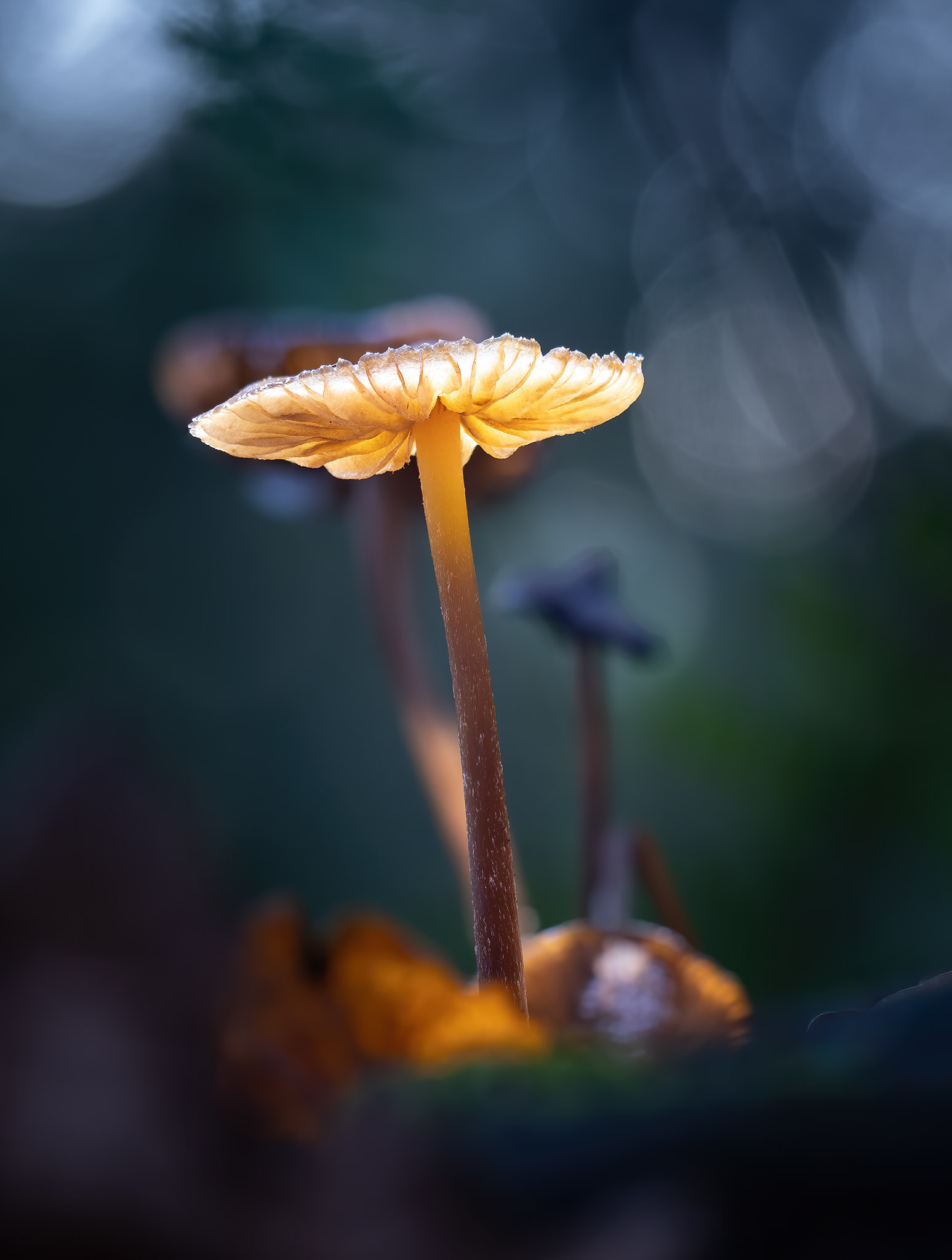 shrooms-tripping-1