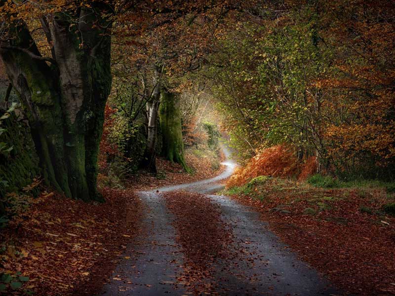 Autumn_Path-Lake_District