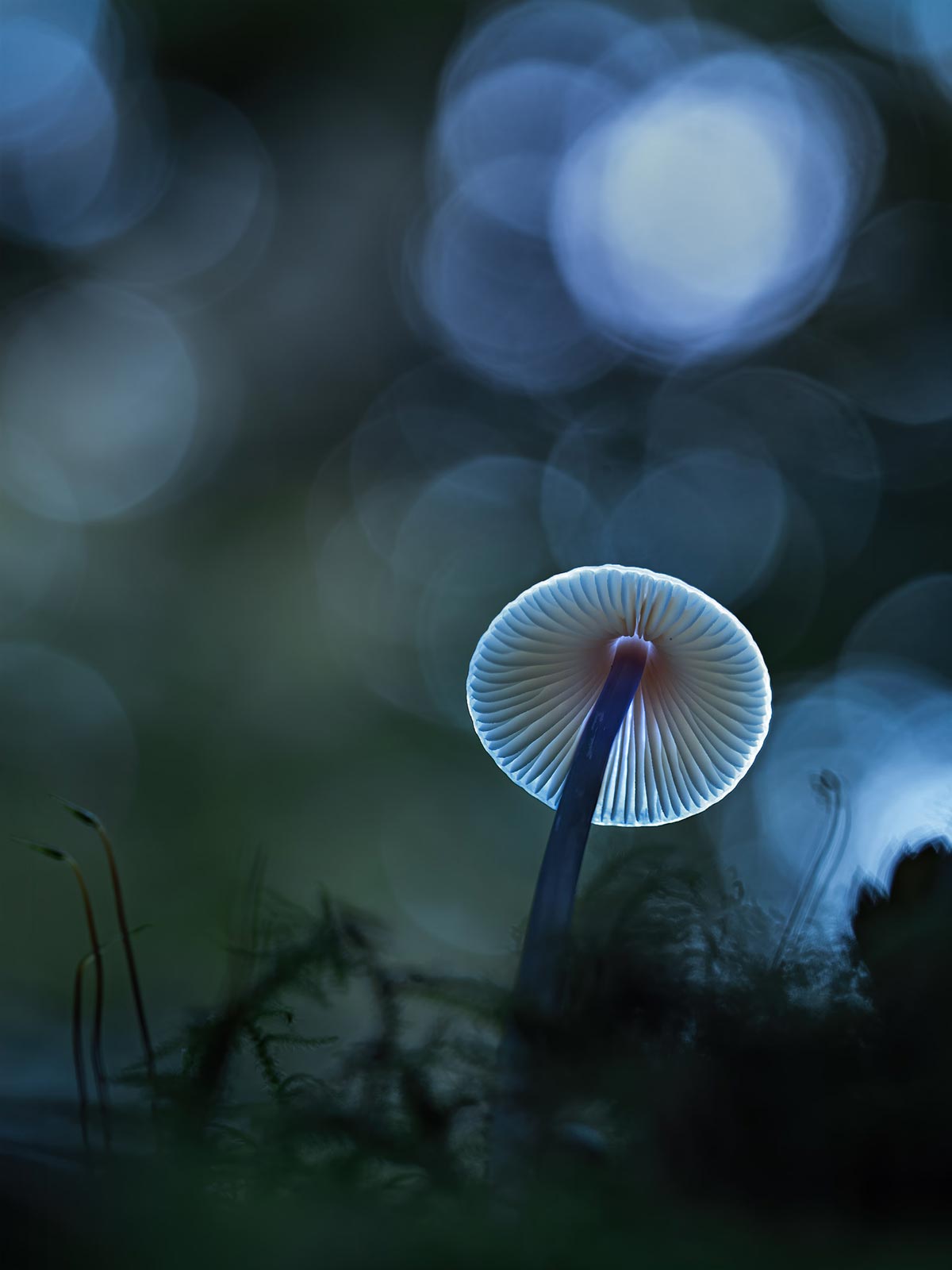 Glowing-shroom-night