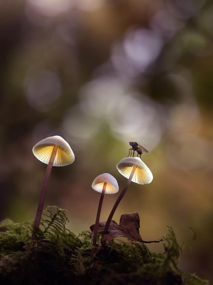 'Glowing Shrooms' Guide - Image 7