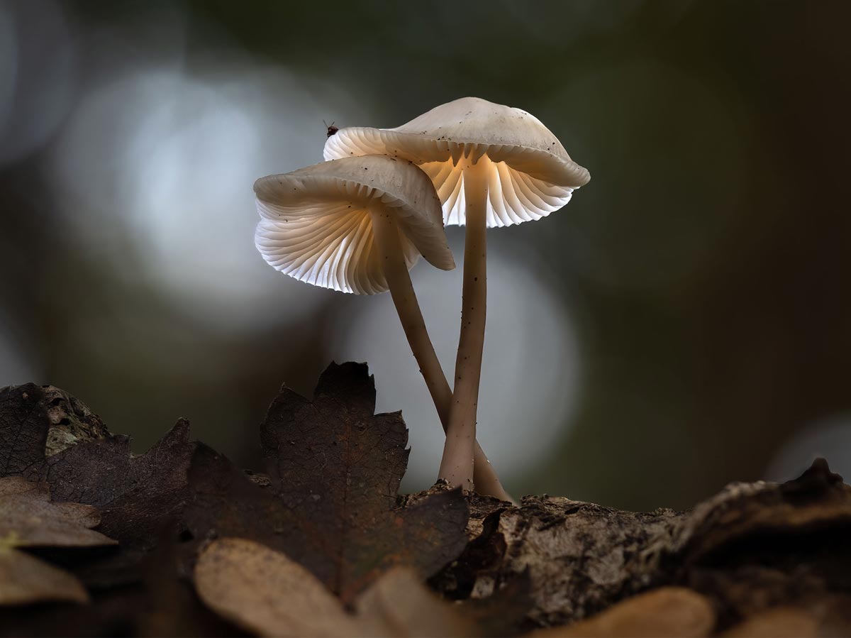 Glowing-shroom-westwood-bug-1