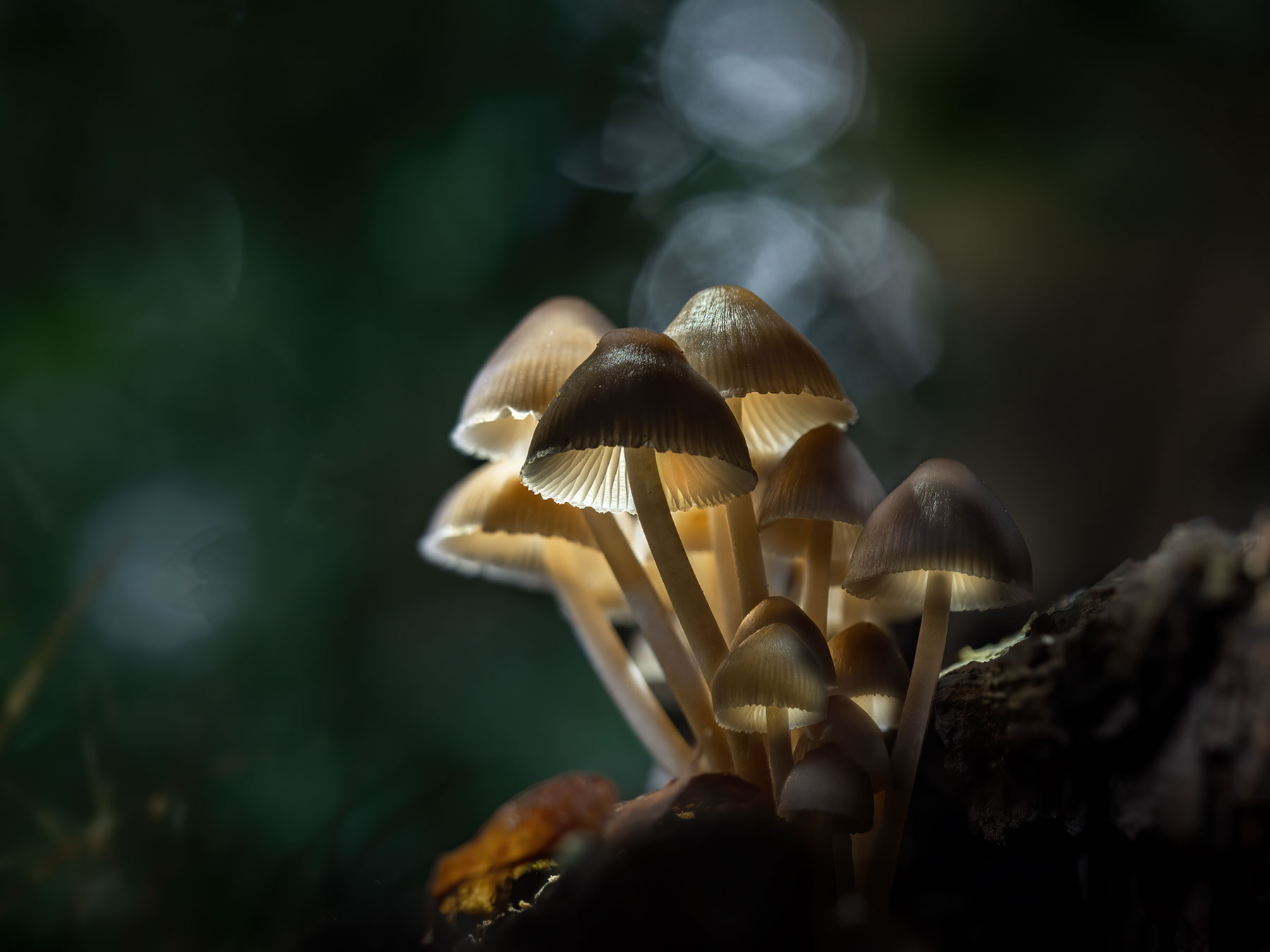 Shrooms-example-1800