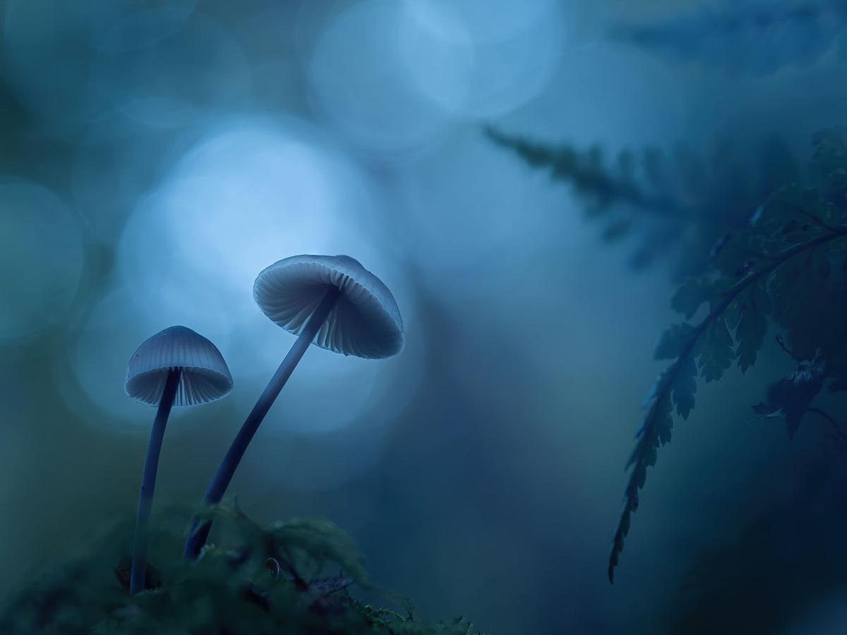 Shrooms-hazy
