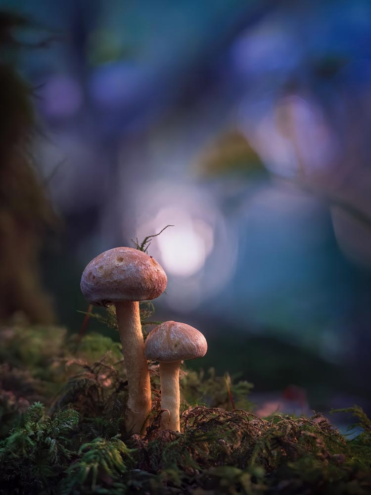 shroom-cluster-westwood-2