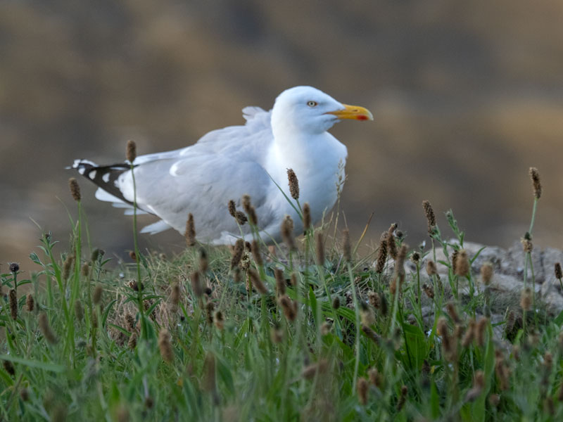 Bird-oo-focus