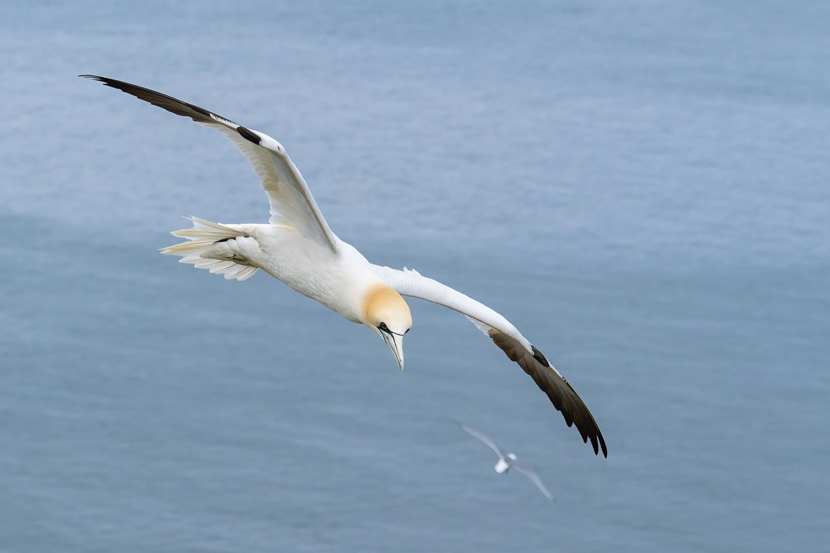 Gannet-2