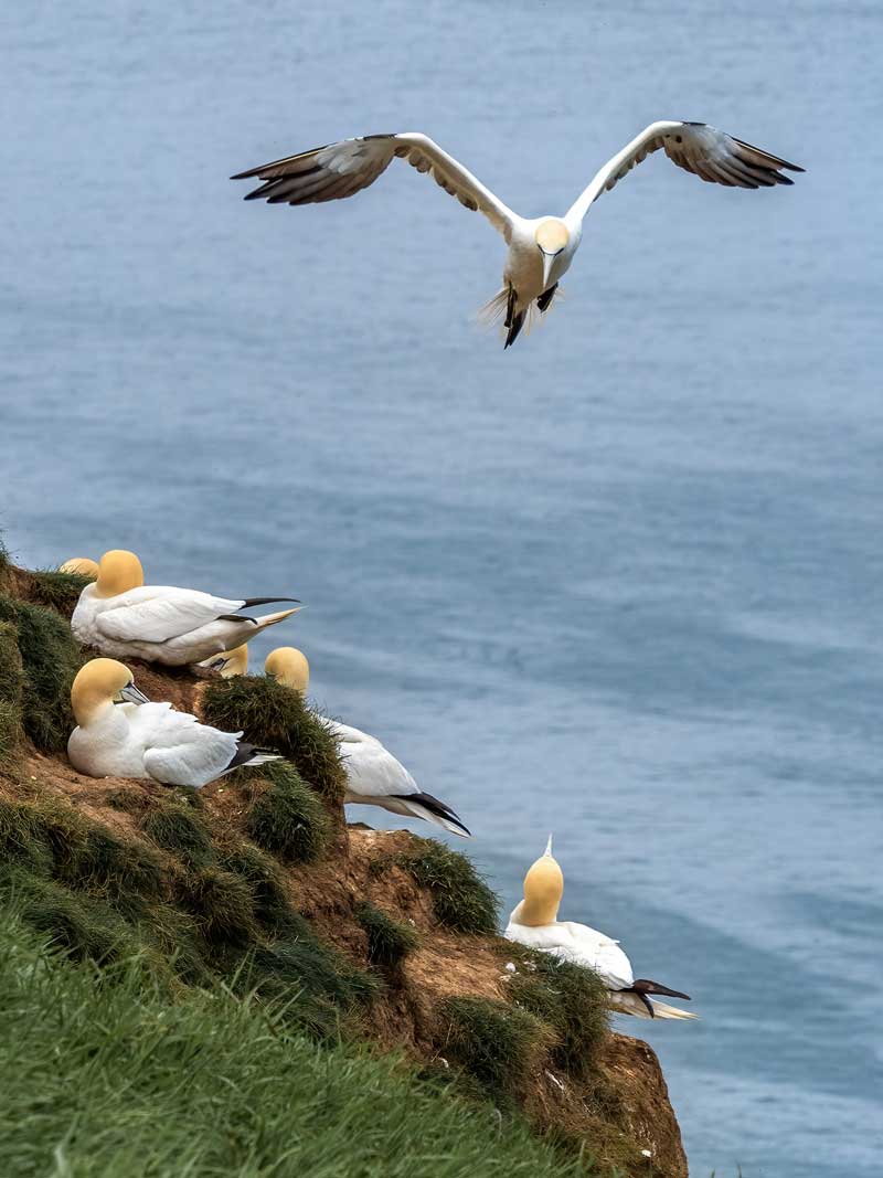 Gannet-3