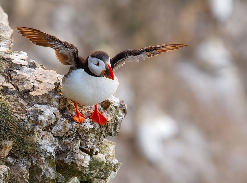 Puffin-1-Bempton-800