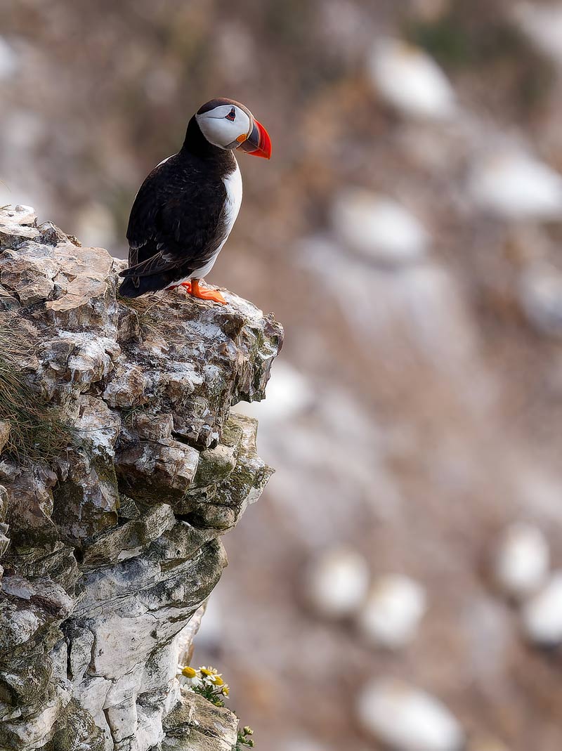 Puffin-2-Bempton-800px