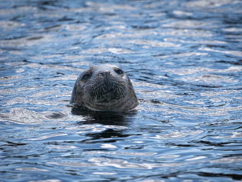 Farne-Island-Seal-2-Northumberland800