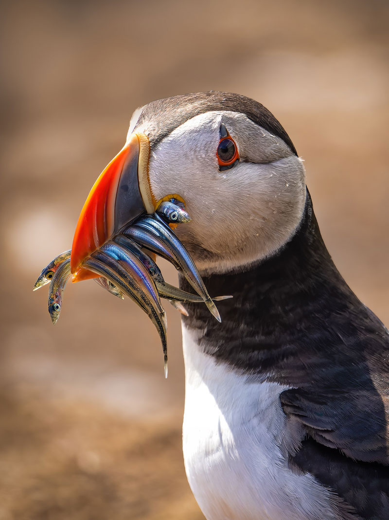 Puffin_2_Farne_Island-Northumberland800
