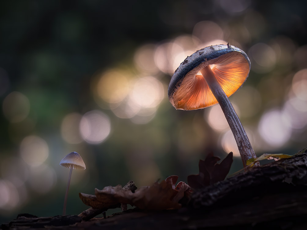 Glowing-shroom-westwood-5