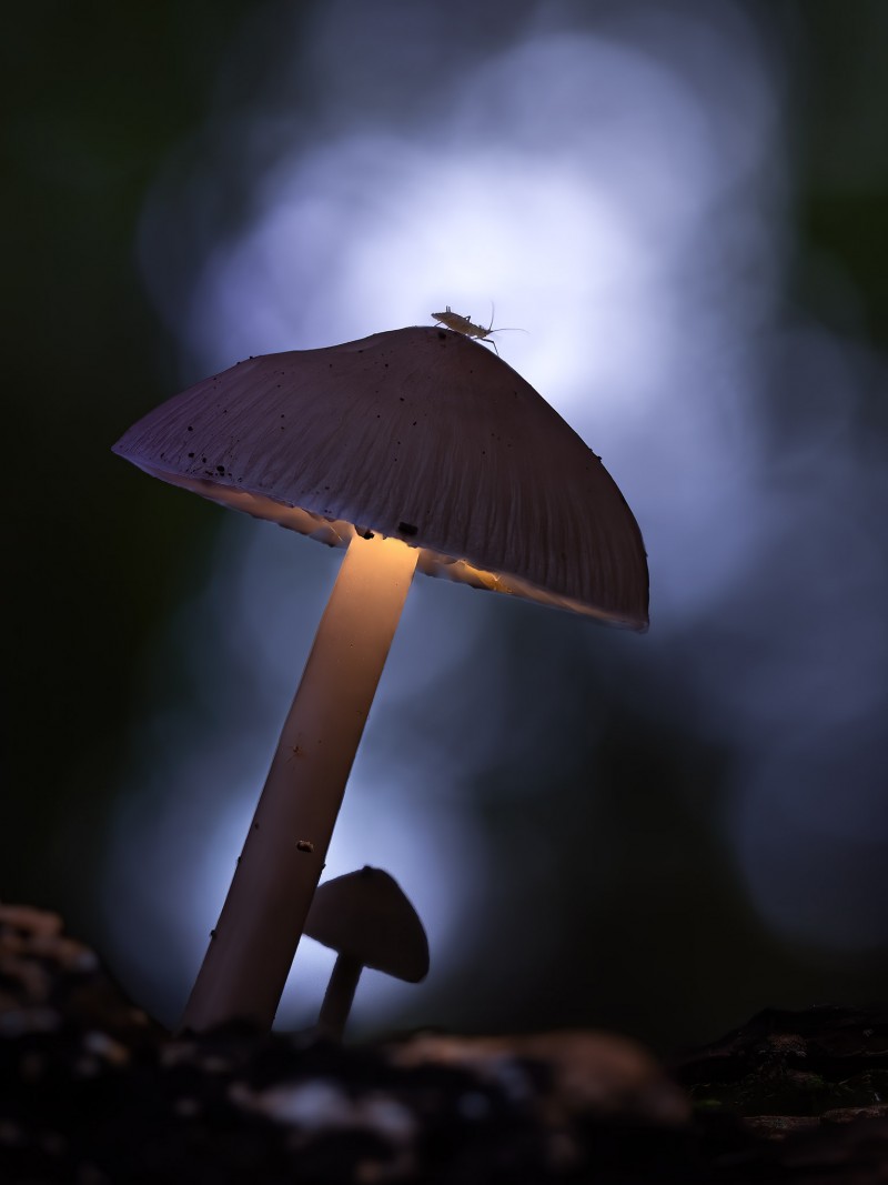 Glowing-shroom-westwood-bug-twilight
