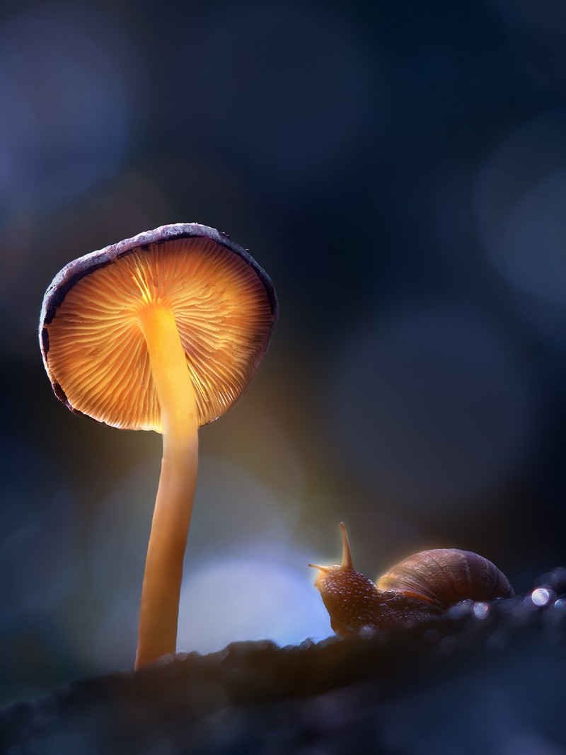 Glowing_Shrooms_Snail_2022