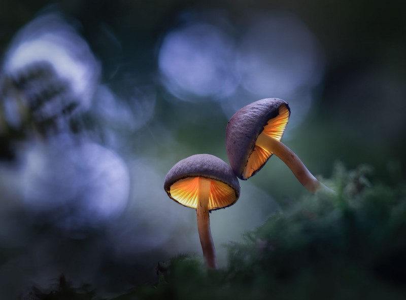 Glowing_Shrooms_Twilight_2022