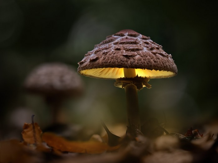 'Glowing Shrooms' Guide - Image 2