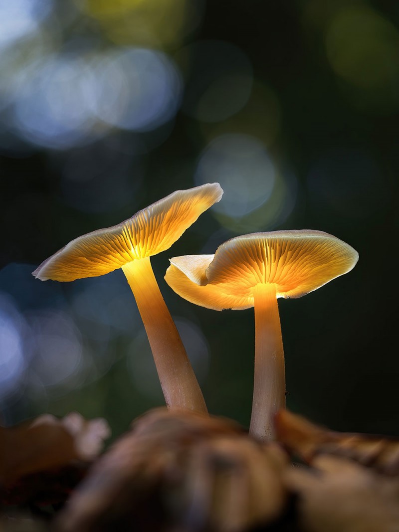 Glowing_Shrooms_Twilight_2022_7FINISHED