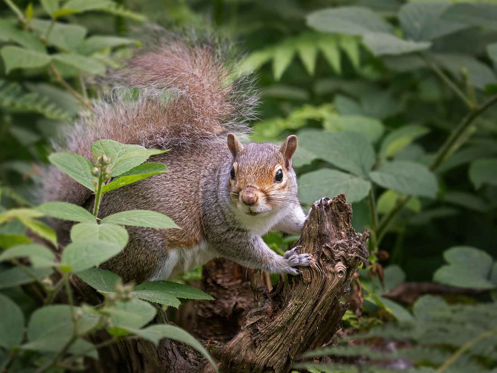 Delamere_Forest_Squirrel_1600