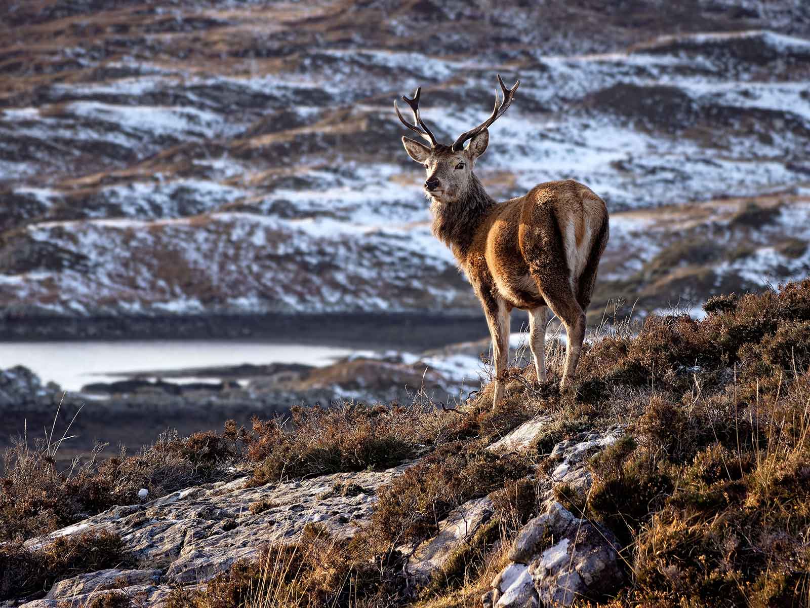 Stag_2_Assynt_1600