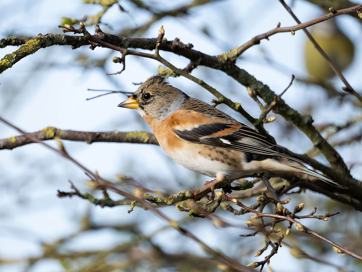 Brambling-2-1000