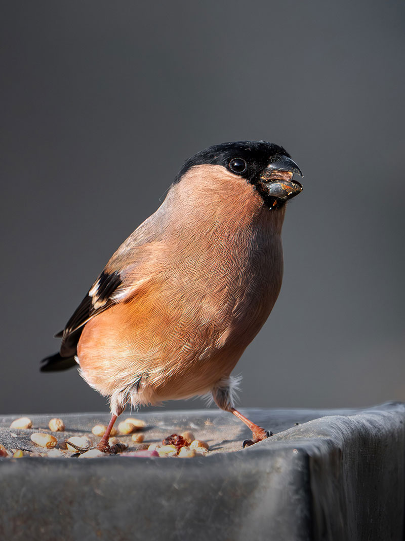 Bullfinch-800