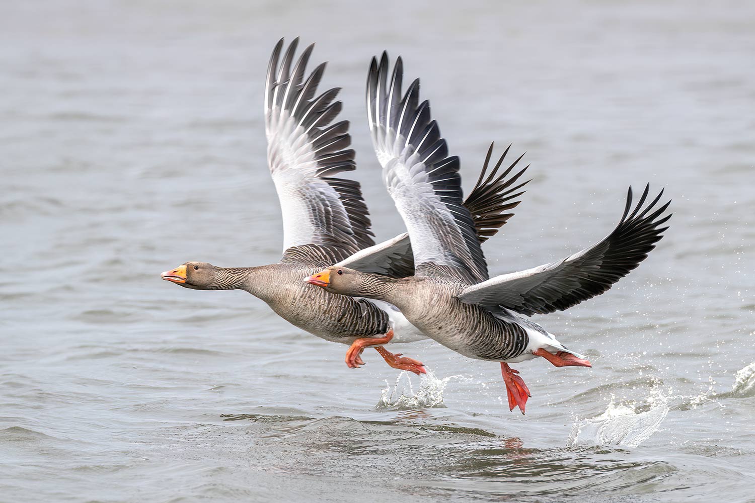 Geese-taking-off-1500