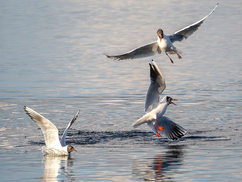 Gulls-flight-1-1000