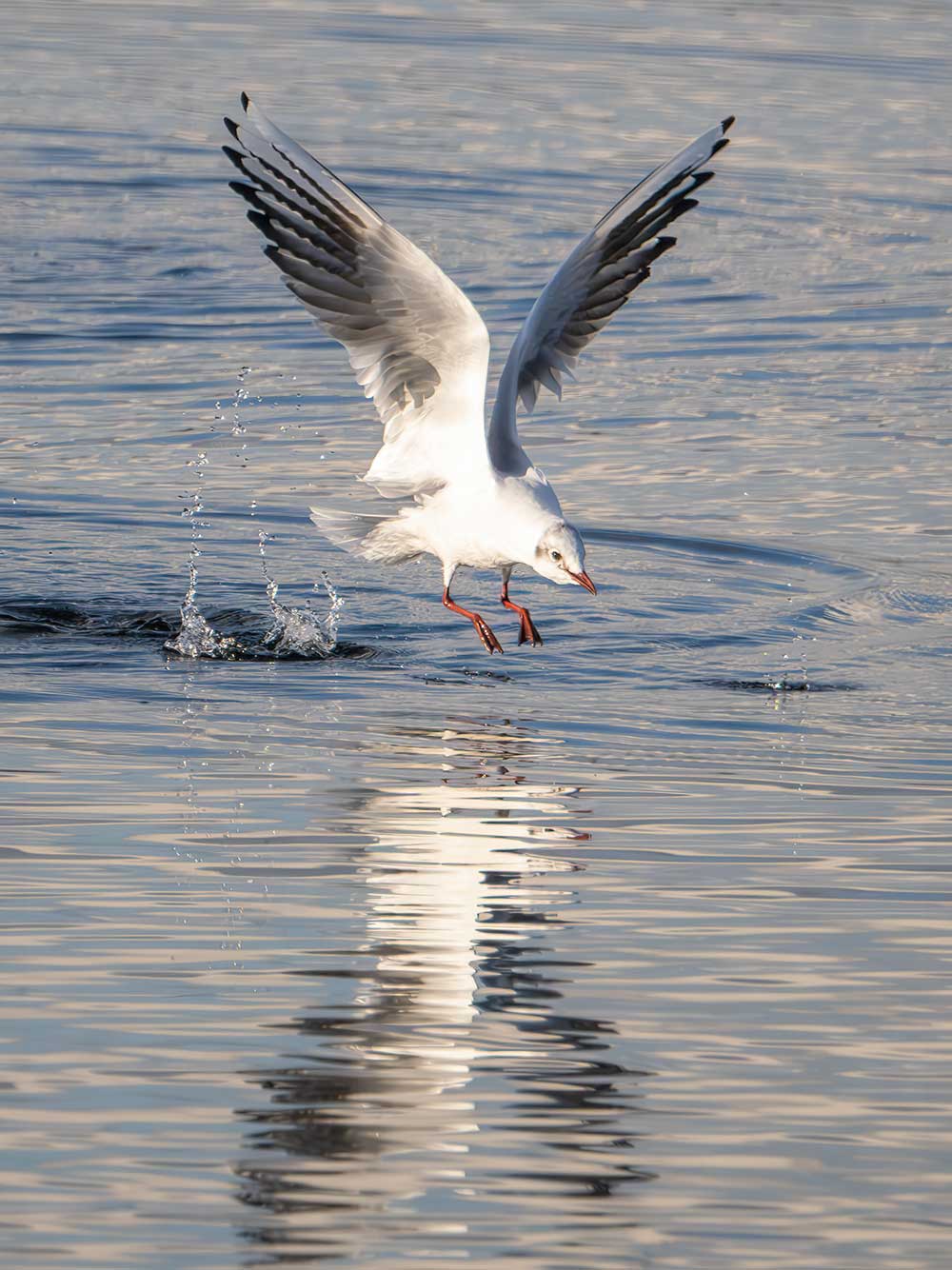 Gulls-flight-2-1000