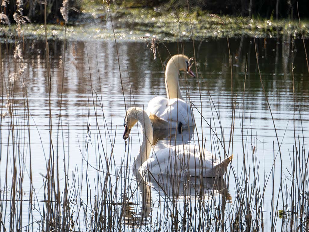 Swan-focus-1