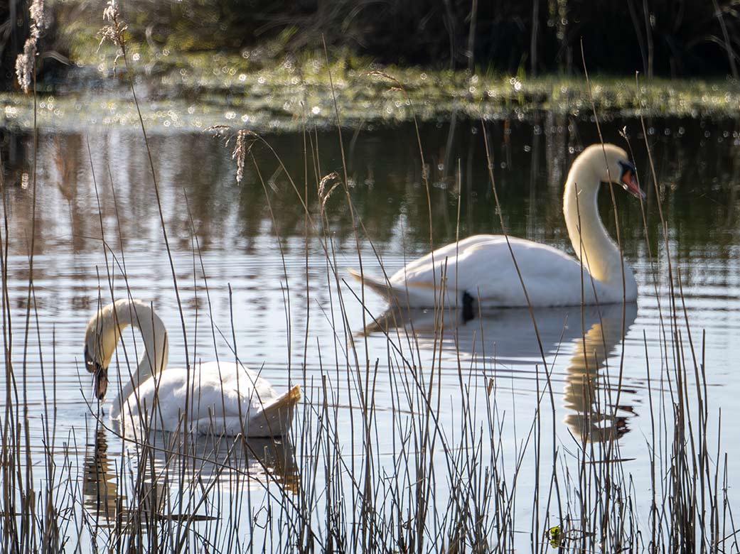 Swan-focus-2